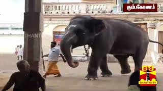 பாகனிடம் கொஞ்சிக் கொஞ்சி பேசும் மங்களம் #கும்பகோணம் #elephant #speak #மங்களம் #elephantspeak #viral