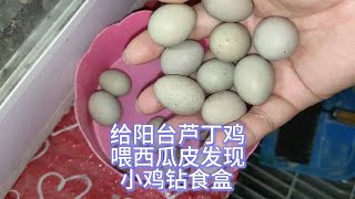 芦丁鸡：给阳台芦丁鸡喂西瓜皮发现一只小鸡钻食盒里，今天收获17枚芦丁蛋