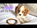 NEW PUPPY FIRST FULL DAY HOME! | Cavapoo Puppy All the Details & Tips!