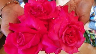 UKniLife - Roses From Our Garden (ગુલાબ - અમારા બગીચાના)