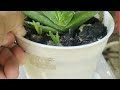 how to water an aloe in best way