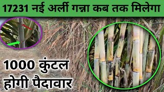 गन्ने की अधिक पैदावार देने वाली नई किस्म 💯17231 ganna variety💥new sugarcane variety.