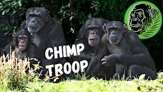 Alpha Male Chimpanzee Dylan and his Troop on Chimp Island