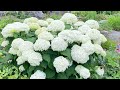 에나벨수국 전지하기 cutting the branches of enabel hydrangea