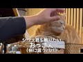 愛猫に塩対応されてた格下パパがお尻トントン係に昇格しましたw