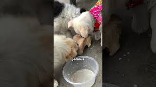 Three stary dogs begging for food🤭🥰 #story #animals #funnyanimal #dog #pets #shortvideo