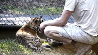 Sumatran Tiger cubs  Scout and Delilah at Australia Zoo