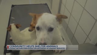 El Paso Animal Services looking to adopt 300 pets for free