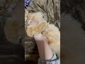 気持ちいい勢いで仕留めにかかるコメちゃん 猫 猫のいる暮らし