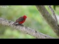 bird in winter ~ mother bird protects baby with soothing melodies to heal mind soul and body 🕊️