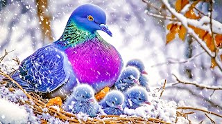 Bird in Winter ~ Mother Bird Protects Baby with Soothing Melodies to Heal Mind, Soul, and Body 🕊️