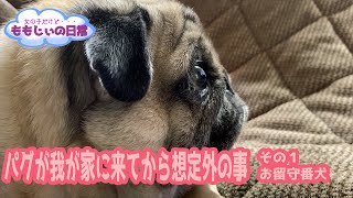 パグが我が家にやってきて想定外だったこと その1 お留守番犬