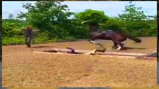 Funny Horses Show Strength Try Not To Laugh It's Really Strongest Horse Funny Video 2022 # 35