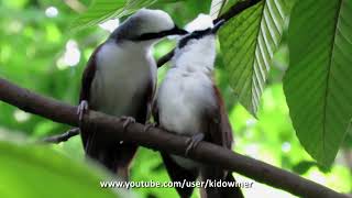 Sweet pair of WHITE-CRESTED LAUGHINGTHRUSH, Singapore