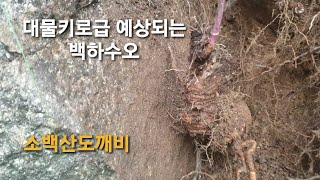 대물키로급  예상되는 백하수오~ 초보자 백하수오 쉽게 찿는방법