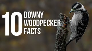 10  Downy Woodpeckers Facts