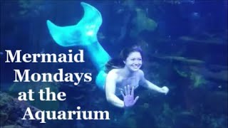 Mermaid Bryn at the Virginia Aquarium's Mermaid Mondays