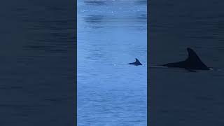 This is the second recent dolphin sighting in New York City waters. #abc7ny #shorts #dolphin