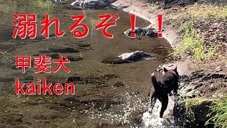 甲斐犬の幸と冬と川遊び（Kaidog and river play）【Samurai dog TV】