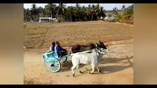 ஜோடி ஓட்டு களத்தில் Pollachi Blues