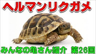 【亀を飼おう⑬】ヘルマンリクガメ＆「みんなの亀さん紹介第26回」【2019#033】