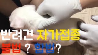 반려동물 자가접종 불법?! 합법?! 궁금해서 농림축산부 전화해봄.