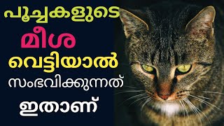 പൂച്ചകളുടെ മീശയുടെ പ്രാധാന്യം| What Happens If You Cut a Cat's Whiskers?#catfacts