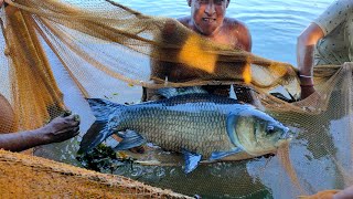 গড়বালিয়া মান্না পুকুরের মাছ দেখানোর ভিডিও