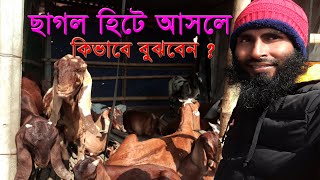 ছাগল হিটে আসলে কিভাবে বুঝবেন ।। 01988883104 ।। How to identify goats breeding heat