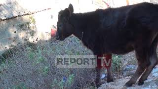 Report TV - Bashkia i kërcënoi me therje, bagëtitë ende në rrugët e Sarandës