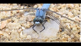 Orthetrum brunneum, the southern skimmer Greece by Theo