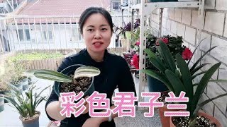 彩色君子兰苗半年都不长一片新叶，我是养了个寂寞吧，急脾气莫养