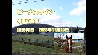 ビーナスライン近況報告(2023年11月撮影)