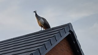 我哋屋苑出現孔雀 Peahen on our estate 😍 #peacock #peahen #peafowl #孔雀