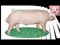 the best five pig breeds pigraising pigbreeding pigfeed pig viral