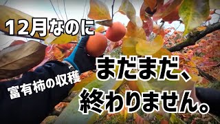 12月なのに先が見えない「柿の収穫作業」2022/12/2