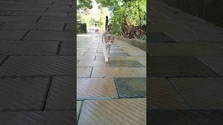 All the pretty girls walk like this!! #shorts #funnycatvideos #funnycat #cutecat #catwalk #cat