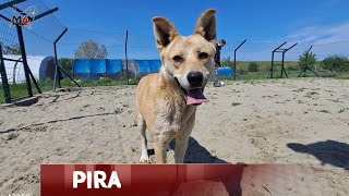 Mentor4dogs- PIRA