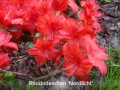 różaneczniki i azalie rhododendron spp. wybrane gatunki i odmiany