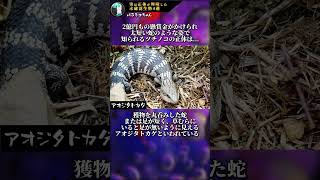 【衝撃】実は正体が判明しているUMA・未確認生物4選