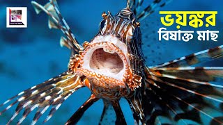 পৃথিবীর সবচেয়ে ভয়ঙ্কর ও বিষাক্ত ৫ টি মাছ || 5 Most Dangerous Poisonous Fish in the World by CHOKH