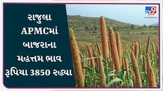 રાજુલા APMCમાં બાજરાના મહત્તમ ભાવ રૂપિયા 3850 રહ્યા | APMC | GUJARAT | #Tv9D