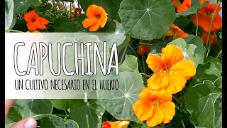 CAPUCHINA - Reproducción, cuándo recolectar sus semillas y usos culinarios