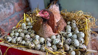 Crazy BROODY HEN Hatching Too Many QUAIL EGGS - Hen harvesting 200 Quail Eggs to Chicks