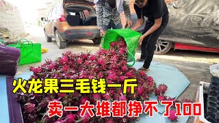 火龙果三毛钱一斤，卖一大堆都挣不了100，无奈只能拿来喂鸡【桥头小何】