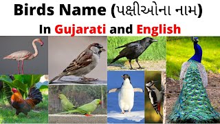 પક્ષીઓના નામ |Birds Name in Gujarati And English |Learn Bird Names in Gujarati \u0026 English | With Pics