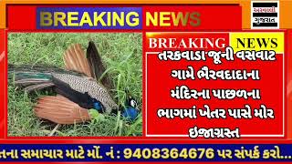 ARVALLI :  મેઘરજના ગ્રામ્ય વિસ્તાર રાષ્ટ્રીય પક્ષી મોર ઇજાગ્રસ્ત હાલતમાં...