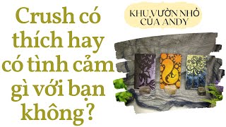 Crush có thích hay có tình cảm gì với bạn không? | Chọn 1 tụ bài | Xem tarot