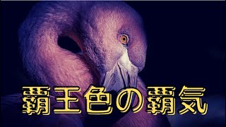 【無駄な知識　フラミンゴについて深掘り】