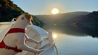 5 excursiones en barcos que admiten perros